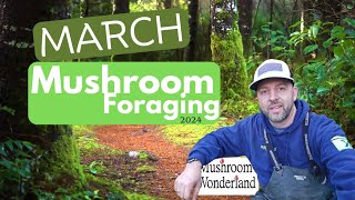 March Wild Mushrooms 2024 [upl. by Ng]