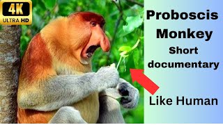 A short documentary about Proboscis Monkeys [upl. by Erlewine]