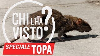 TRAPPOLA FAI DA TE TOPI di Fogna RATTI PANTEGANE GRANDI ENORMI [upl. by Lanod]