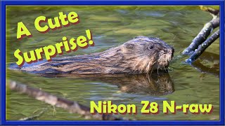 A fantastic day out with the Nikon Z8 Nraw at the marsh With a really cute surprise [upl. by Fortune]