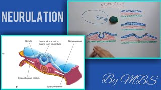 Neurulation  with animations [upl. by Trebor]