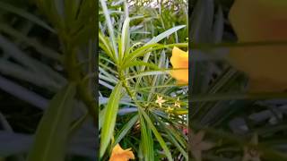 पीला कनेर के फूल का पौधा floweringplantGardening पीला कनेर का फूलOleander plant [upl. by Ariom]