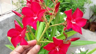 Oleander ओलिऐन्डर ke baare me jaankari Permanent Hardy Flower Plant Grow Care Fertilizer In Pot [upl. by Carley]