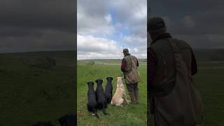 Steadiness and Marking training with the tennis ball launcher gundogtraining dogtraining [upl. by Enelak632]