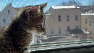 Cute Cat Video Introducing Putu The Cat [upl. by Windham]