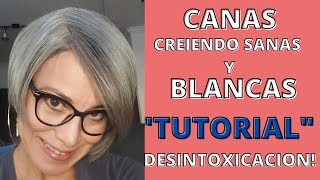 CANAS CRECIENDO SANAS Y BLANCAS TUTORIAL DESINTOXICAR [upl. by Purpura117]