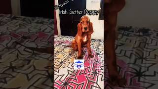 Irish Setter Puppy in Gurgaon Delhi NCR India 9354705896 puppy irishsetter shorts doglover dog [upl. by Dolley660]