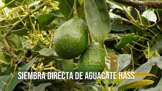 Siembra directa de AGUACATE HASS  TvAgro por Juan Gonzalo Angel Restrepo [upl. by Angelika]