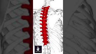 Thoracic vertebrae [upl. by Nage]