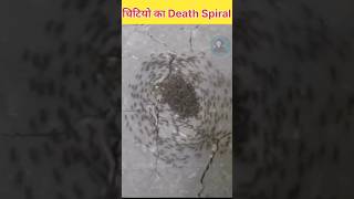 चीटिया गोल क्यों घुमती है  Ants Death Spiral  Explained In Hindi shorts facts [upl. by Yliak]