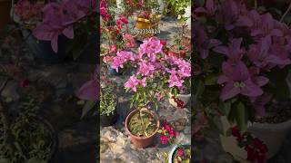 Bougainvillea Flower nursery muchisha  wholesale plant nursery  online sale available [upl. by Annamaria]