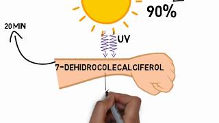 Fisiología Vitamina D [upl. by Gracie]