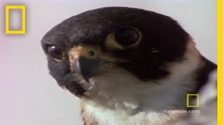 Falcon MidAir Attack  National Geographic [upl. by Phillipe]