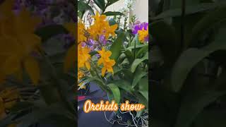 Redcliffe orchids show shortvideos [upl. by Inavoy]