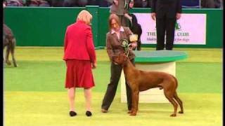 Rhodesian Ridgeback BOB Crufts 2007wmv [upl. by Enneirdna169]