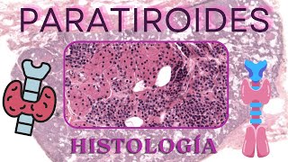 Histología de Paratiroides [upl. by Marte510]