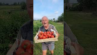 Les merveilleuses tomates Montfavet de mon grandpère [upl. by Emiatej112]