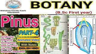 Life cycle of PinusEmbryonic developmentEconomic ImportanceBSc 1st year [upl. by Zimmerman]