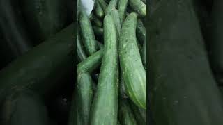 Japanese cucumber 🥒🥒🥒like comment share [upl. by Ahsienyt]