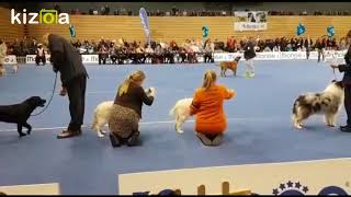 CACIB Rijeka 2018  Best in Show puppies [upl. by Sabella826]