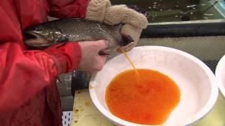 Nova Scotia Fishing Hatcheries [upl. by Nancey888]