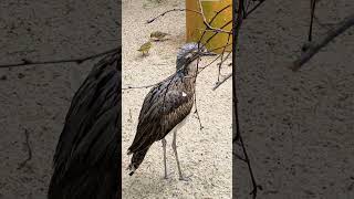 The Enchanting Calls of the Australian Curlew A Beautiful Bird 2024 🦜🦤 [upl. by Notnirb]