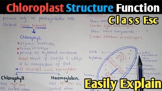 Chloroplast Structure And Functions  Stroma  Class 11 Biology [upl. by Aneloj]