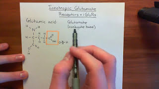 Ionotropic Glutamate Receptors Part 1 [upl. by Sanez949]