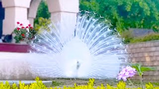 15 Most Beautiful Peacocks in the World [upl. by Ttergram]