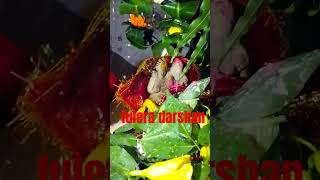 phulera ka darshan happy teej viral short  pradeepmishrasehorewale vlog upay [upl. by Macintyre]