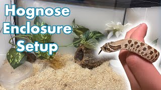 Setting Up a Hognose Snake Enclosure  Creating my Hognose Habitat [upl. by Gaither]