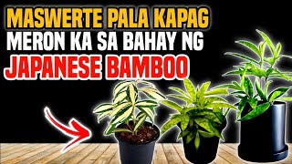 ITO PALA ANG DAHILAN BAKIT MASWERTE ANG PAG AALAGA NG JAPANESE BAMBOO [upl. by Towroy]