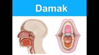 Cavitas Oris Damak YAYDAR [upl. by Eiznil]