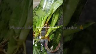 How to grow propagate snake plant in water 💦💦🩵 garden houseplants shortsterraceviralshorts [upl. by Glenna]