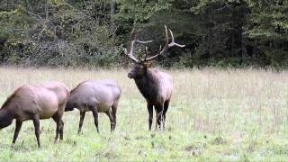 Elk Rut and Breeding in Great Smoky Mountains National Park [upl. by Eilsew341]