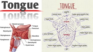 Structure and Function of Tongue in Hindi  Human Tongue [upl. by Enaz321]