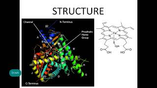 Cytochrome P450 Structure and Mechanism Xenobiotic metabolism [upl. by Toffey880]