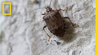 Fighting the Invasive Stinkbug  National Geographic [upl. by Eloise]