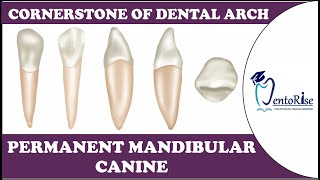 Permanent Mandibular Canine  Cornerstone of Dental Arch  Tooth Morphology  Dental Anatomy [upl. by Sevart]