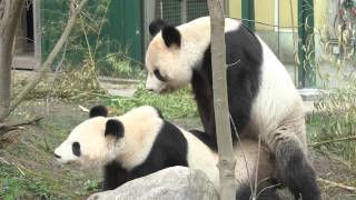 Paarung der Pandas im Tiergarten Schönbrunn 2016  Pandas mating at Vienna Zoo [upl. by Naegem205]