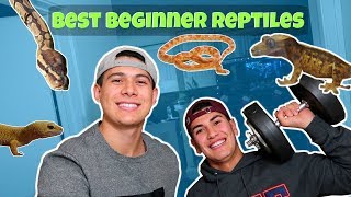 TOP 5 BEGINNER REPTILES [upl. by Ardeen]