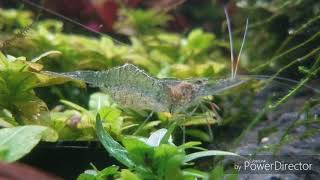 Ghost Shrimp Palaemonetes paludosus [upl. by Rosmarin]