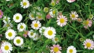 Erigeron Stallone plug plant 3 month later review [upl. by Inge]