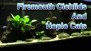 New Firemouth Cichlids and Hoplo Cats [upl. by Eiraminot675]