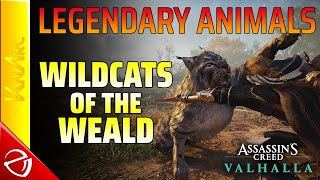 Assassins Creed Valhalla  Legendary Animals  Wildcats of the Weald [upl. by Aivatnohs]