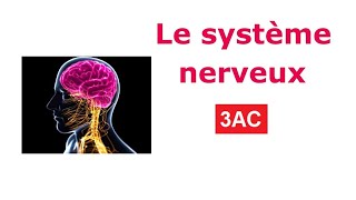 Le système nerveux 3AC SVT [upl. by Scevo]