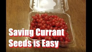 How To Save Currant Seeds [upl. by Kendre]