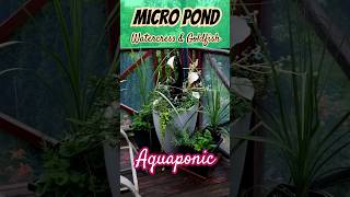 Micro Pond Aquaponic Patio Water Feature [upl. by Gaylord]