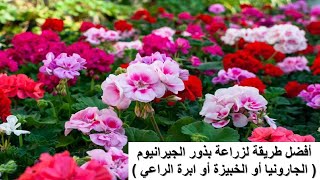 زراعة بذور الجيرانيوم بأسهل طريقة geranium خبيزة [upl. by Pollie]