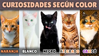 CURIOSIDADES de los gatos según SU COLOR [upl. by Ekaj]